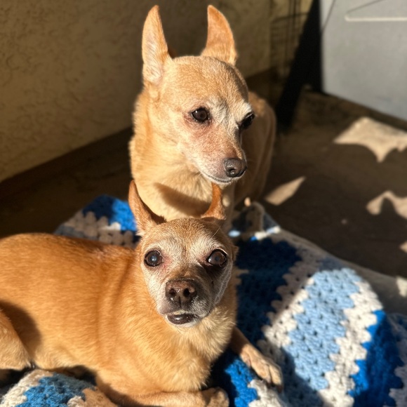 Meet your Posher, Agueda - Picture 3 of 4